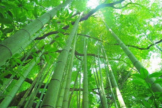 竹林 潜在意識